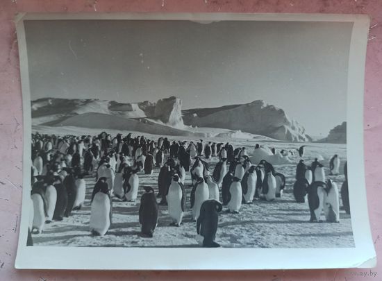 Антарктида. Экспедиция в Антарктику. Восток. Мирный. Южный полюс. Фотография. Фото СССР. Пингвины