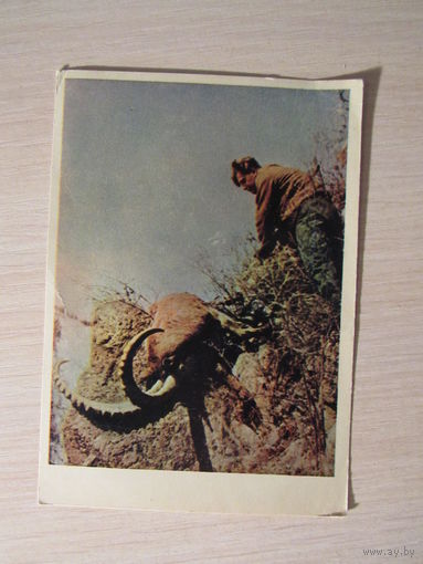 "Редкий трофей"  фото В. Гиппенрейтера   1958