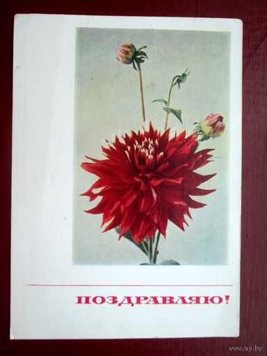 Поздравляю! Открытка.