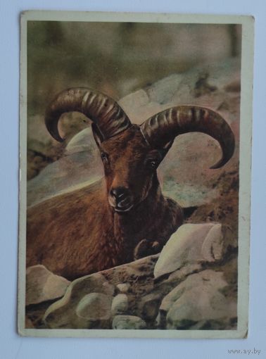 Почтовая карточка 1963 г. "Кавказский тур". "Советский художник"