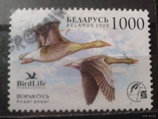 2009 Серый гусь