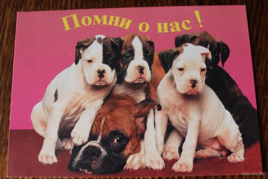Помни о нас! (щенки) Чистая. К году свиньи (см символ на обороте). Konkret. Salex. 1994-1995 гг