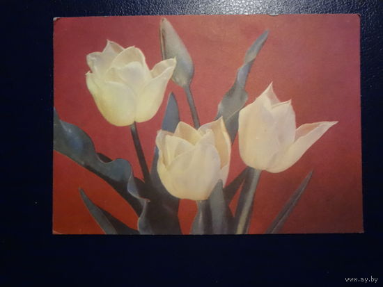 Тюльпаны.  1970 г.  подписанная.