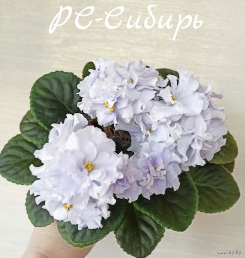 Фиалка сортовая РС -Сибирь  ( свежесрезаный лист)