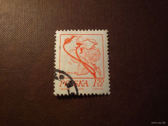 Польша 1974 г.Роза.
