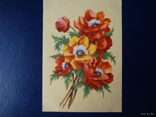 Маки.  1961 г.