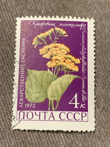 СССР 1982. Цветы. Крестовик плосколистный. Марка из серии