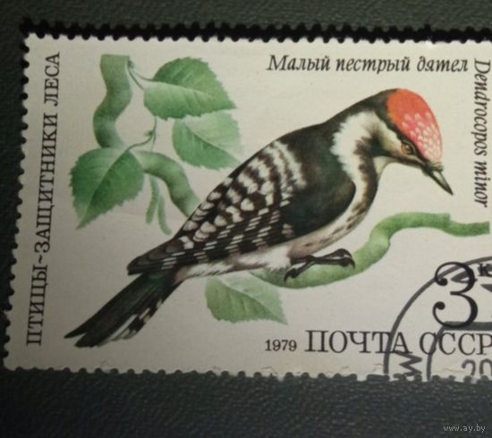 Марка СССР Птицы 1979