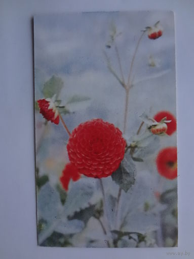 Календарик 1997 г. Георгины.