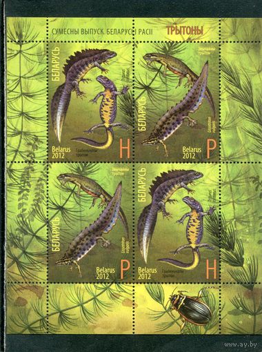Беларусь 2012. Фауна. Тритоны. Блок