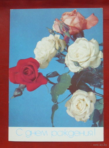 С днём рождения! Подписанная. 1988 года. Фото Макарова. 1072.