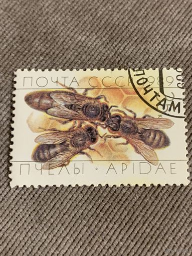 СССР 1989. Пчёлы. Марка из серии