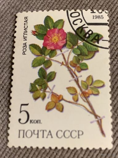 СССР 1985. Роза Иглистая. Марка из серии