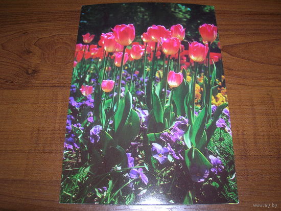 Цветы Тюльпаны Болгария чистая