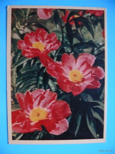 Фото Игнатович Е., Красные пионы, 1961, подписана.