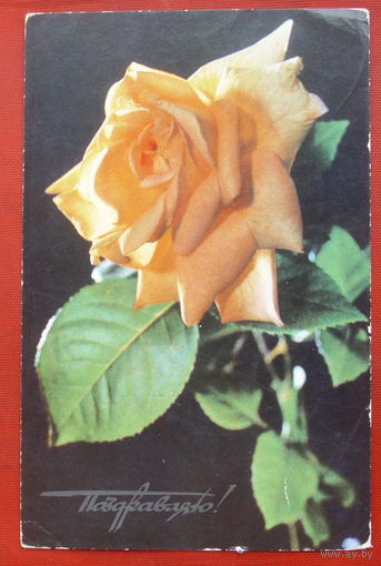 Поздравляю! Чистая. 1977 года. Фото Калинина. 1508.