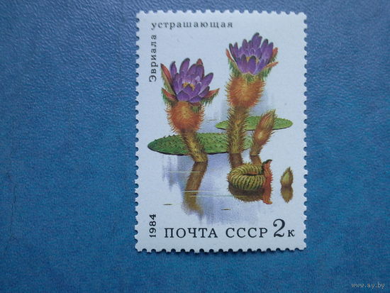 Ссср 1984. Эвриала устрашающая.