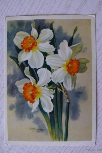 Романов И., Цветы нарцисс; 1963, чистая.