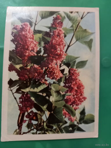 Ананьина сирень