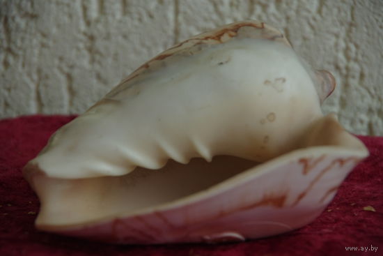 Морская раковина  с резьбовым рисунком  ( 12 х 14 см )