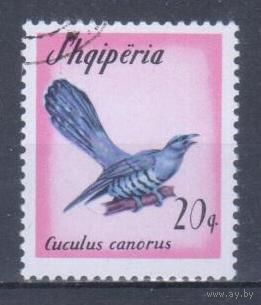 [125] Албания 1965. Фауна.Птицы.Кукушка. Гашеная марка.