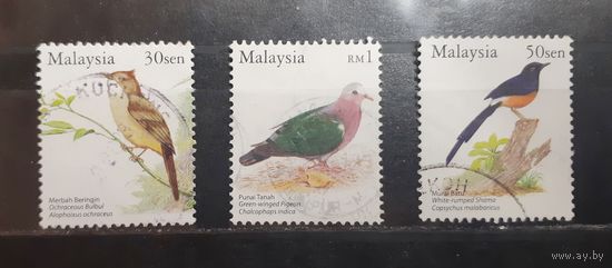 Малайзия. Фауна. Птицы (383)