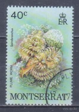 [2386] Монтсеррат 1979. Морская фауна.Кораллы и другие. Гашеная марка. 1