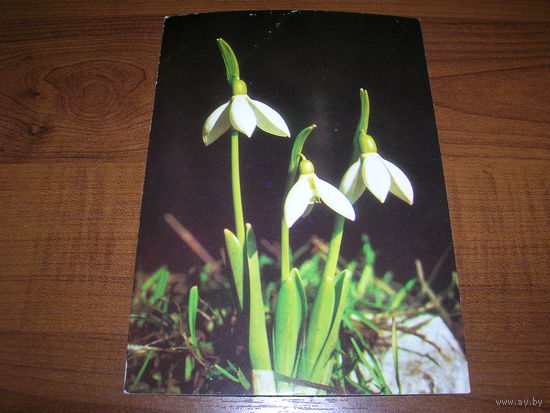 Цветы Подснежники Болгария чистая