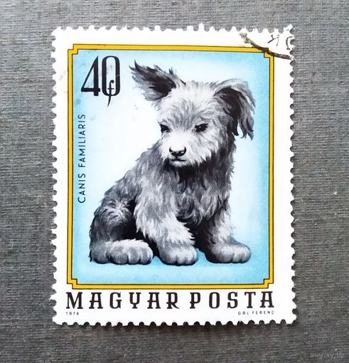 Марка Венгрия 1974 год Щенок