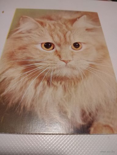 Открытка. Кошка. Польша.