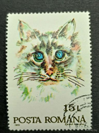 Румыния 1993. Коты