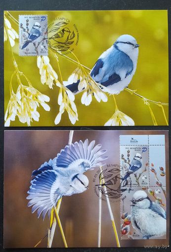 Беларусь 2022 КМ птица года, белая синица , тираж 30 экз .