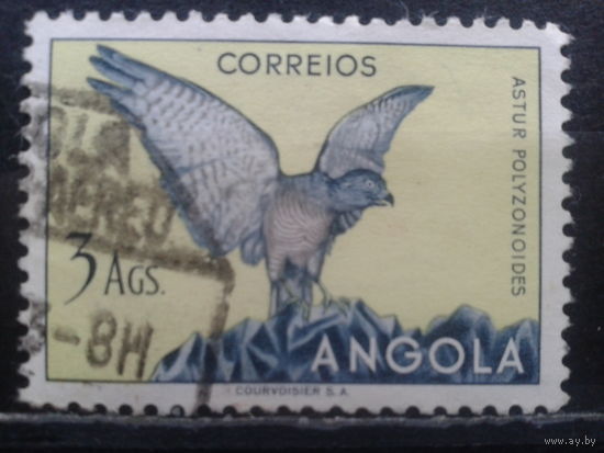 Ангола, колония Португалии, 1951. Ястреб