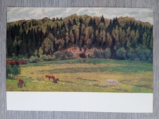 1956. Горский. Лес у Красного луга. Подмосковье