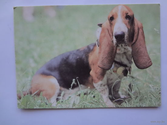 Календарик 1993 г.  Бассет-хаунд. (78).