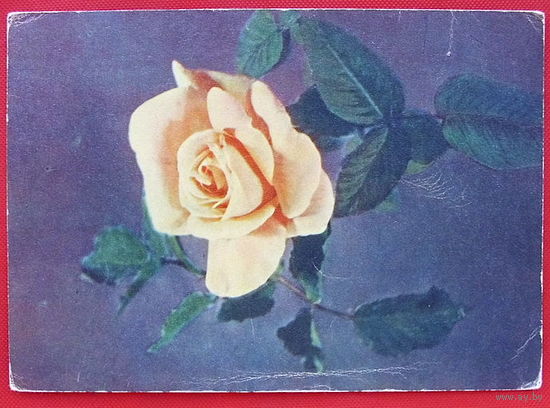 Роза. Чистая. 1959 года. Самсонова.