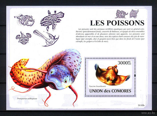 2009 Коморские острова. Рыбы
