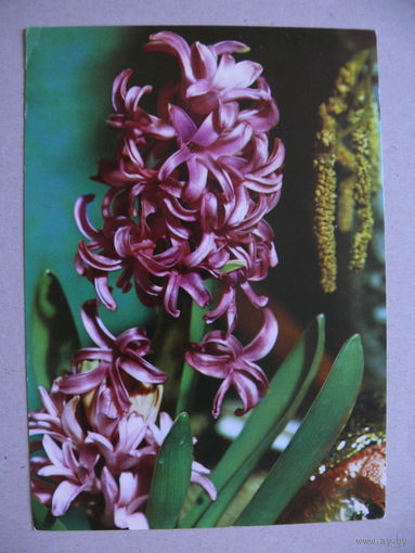 Открытка ГДР, Цветы (62), 1973, чистая.
