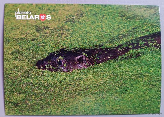 Серия "Планета Беларусь". Выдра. Фауна. Открытка, глянец