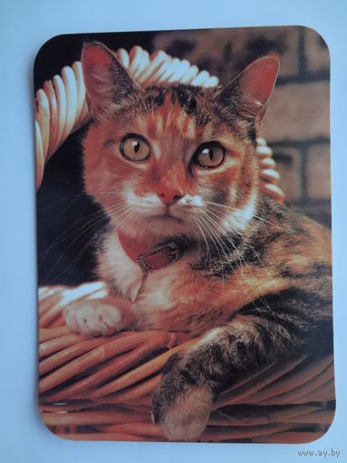Календарик 20000 г. Кошка в корзинке.