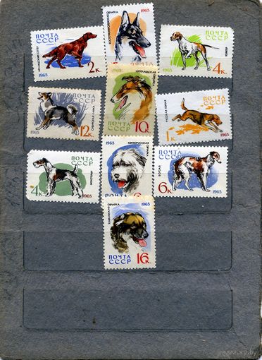 СССР, 1965,  СЛУЖеб.** ПОРОДЫ СОБАК,  серия 10м  марка 6к (БОРЗАЯ)   след накл.