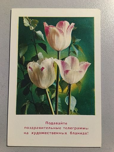 Карманный календарик. Цветы. 1976 год