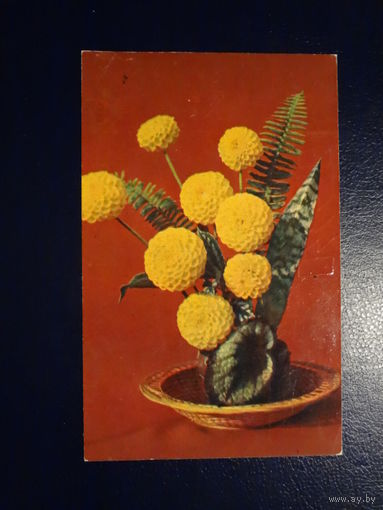 Желтые георгины.1973 г.  подписанная.