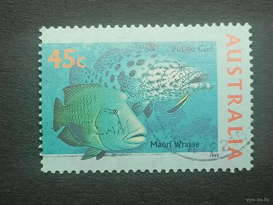 Австралия 1995. Жизнь моря. Картофельный окунь и Рыба-наполеон