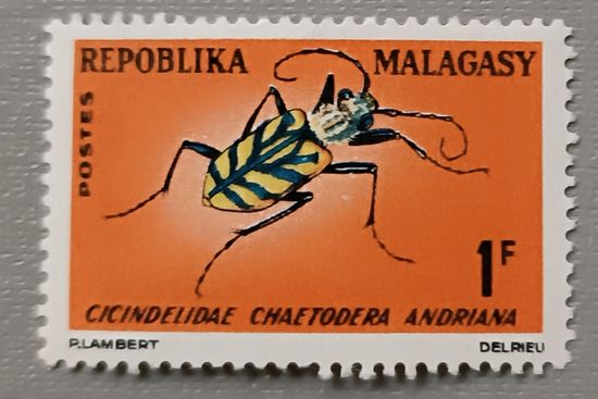 Мадагаскар. Жук