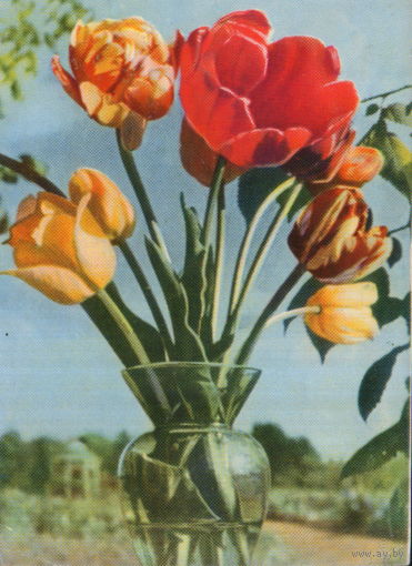 Подписанная открытка 1965г. БССР "Тюльпаны" фото Т. Ананьина