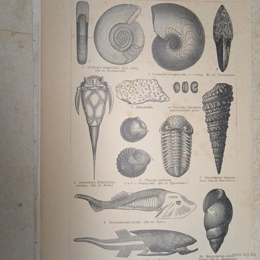 Девонская формация . Гравюра энциклопедическая 19-20век. 24х15см. СПБ.     РАСПРОДАЖА КОЛЛЕКЦИИ.