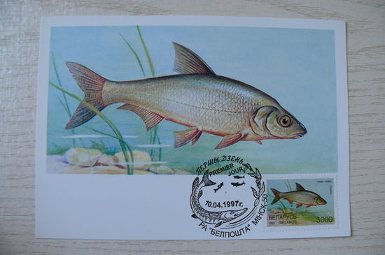 1997, Картмаксимум, КМ+СГ, Беларусь; Федин А., Рыбы (3).