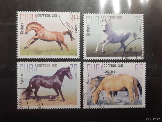 Куба. 2005 год. Фауна. Лошади (113)