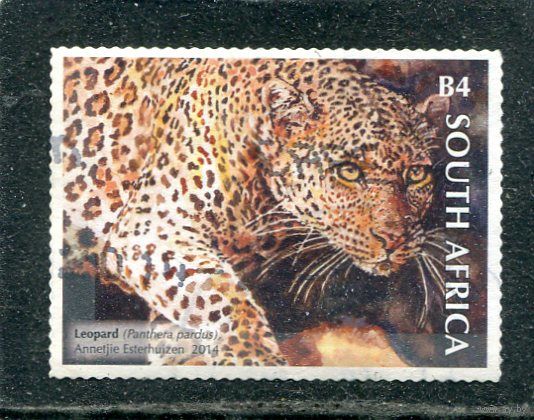 ЮАР. Фауна. Большие звери. Леопард